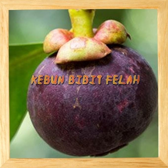 PREMIUM Bibit Tanaman Buah manggis Okulasi Stek Cangkok Unggul