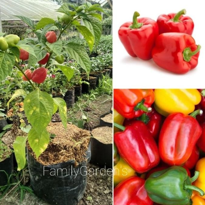 PREMIUM Bibit Tanaman Buah Paprika / Paprika