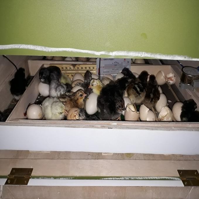 mesin tetas telur full otomatis kapasitas 100 Original dan Terpercaya