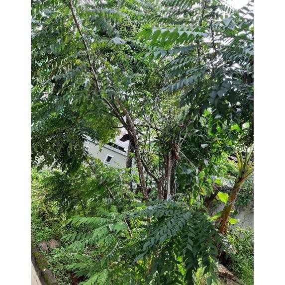 

Terlaris Fresh Daun Salam Koja|Temurui|Daun Kari| 10 Tangkai Segar-Curry Leaves