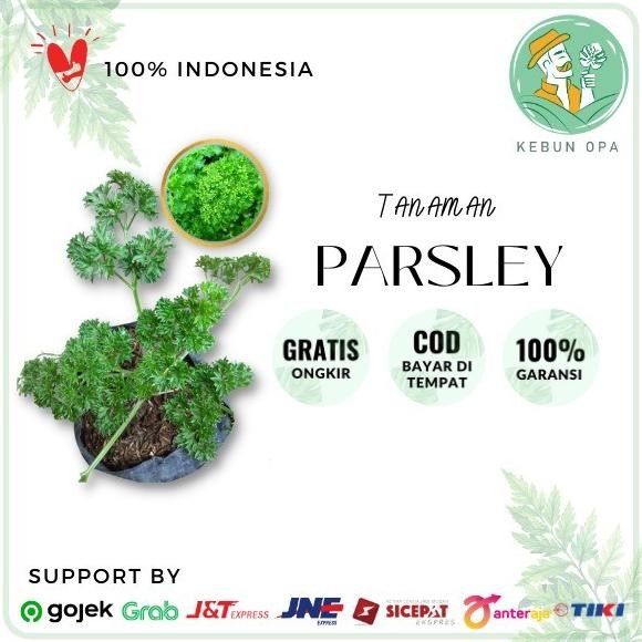 Bibit Tanaman Parsley Peterseli Segar PREMIUM