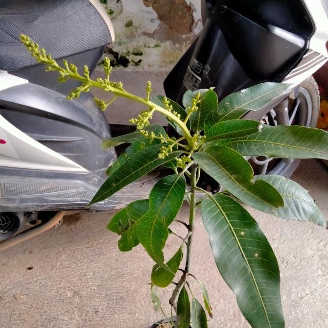 Tanaman Bibit Buah Mangga Manalagi Sudah Berbuah PREMIUM