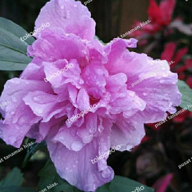 tanaman hias bunga sepatu ungu - bibit bunga sepatu ungu PREMIUM