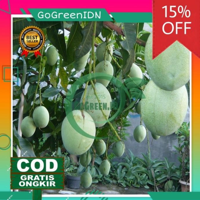 Bibit Tanaman Buah Mangga Lalijiwo PREMIUM