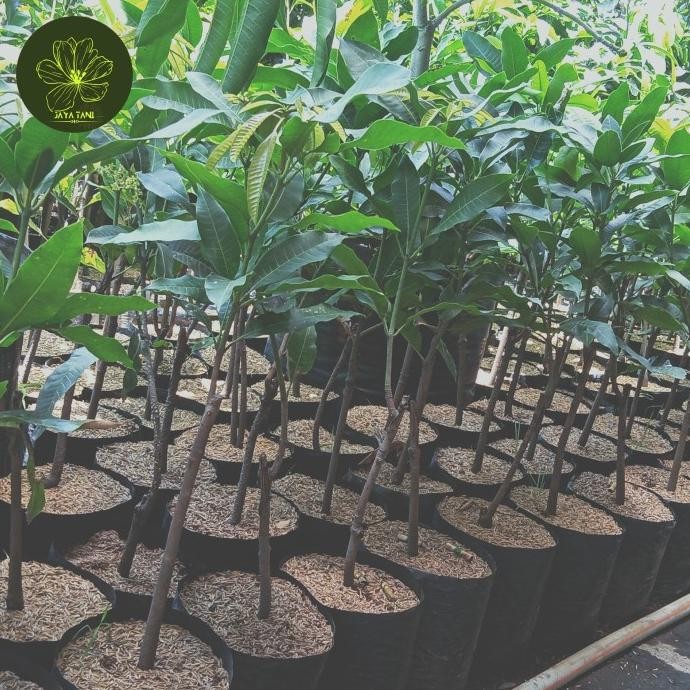bibit tanaman buah mangga mahatir tinggi 1 meter PREMIUM