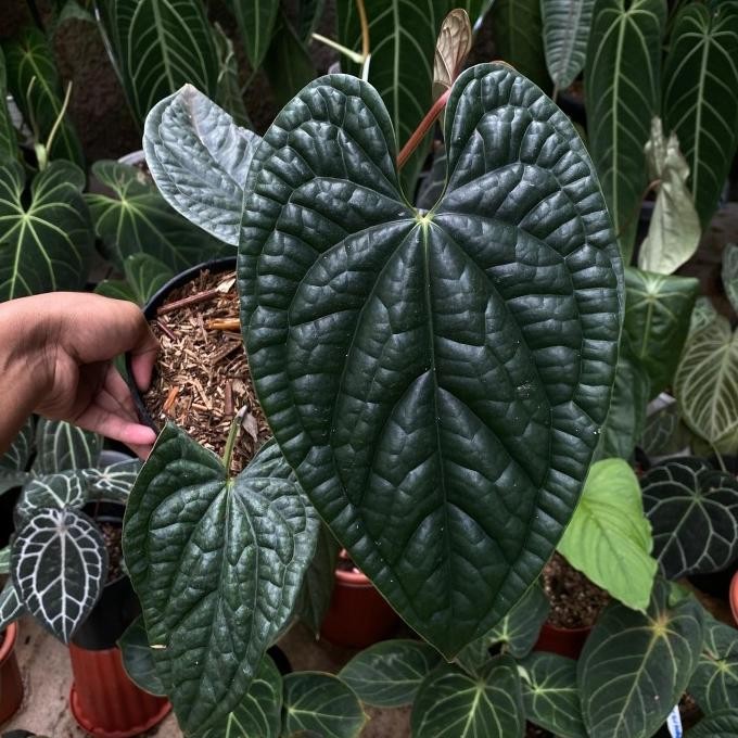 anthurium luxurians
