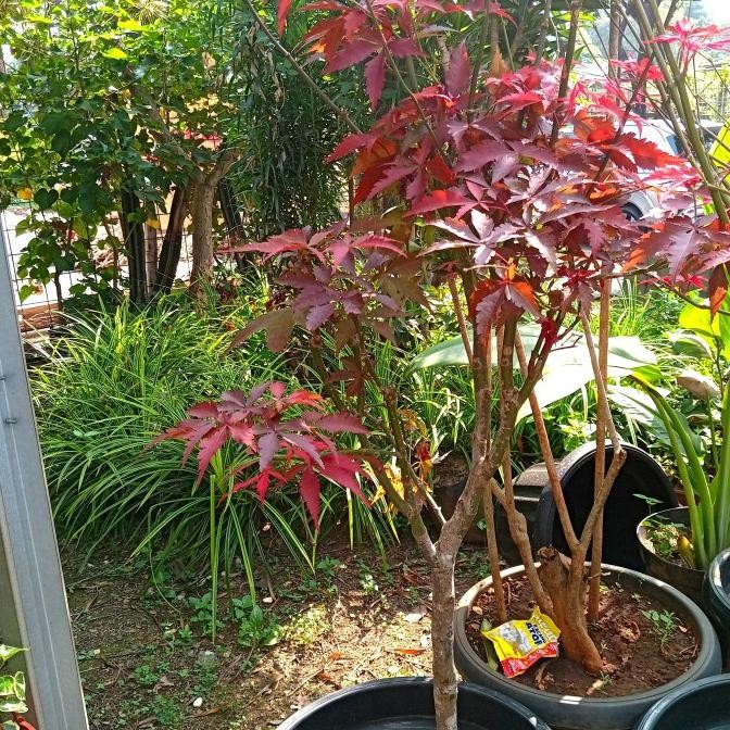 Tanaman Hias Pohon Maple Size Besar Jumbo Original Maple