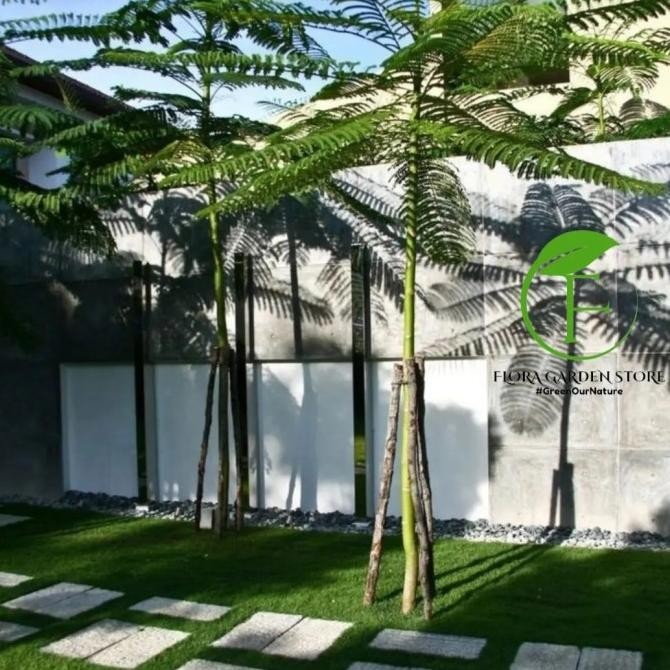 Tanaman Hias Solobium Pakis Brazil Tinggi 1,5 Meter /  Pakis Brazil