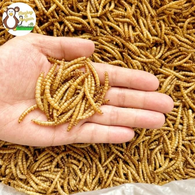 TERBARU - DRIED MEALWORM/ULAT HONGKONG KERING 1KG/CAMILAN SG HAMSTER ARWANA BIRD