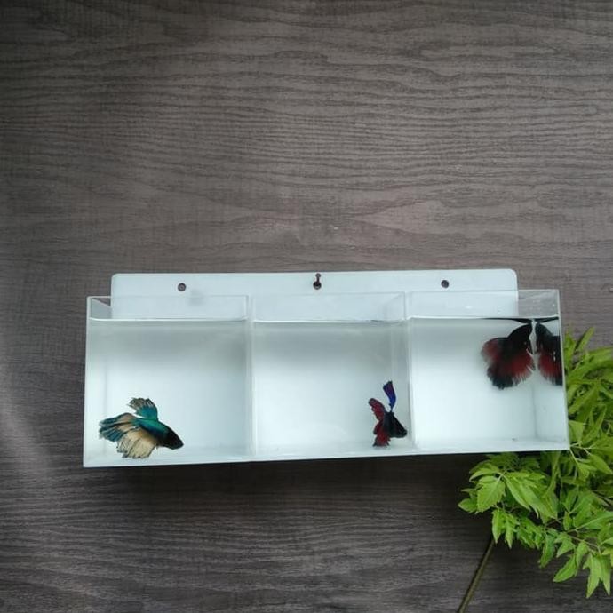 AQUARIUM MINI AKRILIC GANTUNG 3 KAMAR / IKAN CUPANG