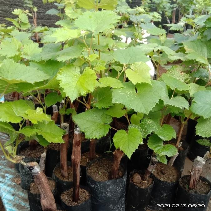 

(Good) Bibit Anggur Jupiter - Anggur Impor Jupiter grafting