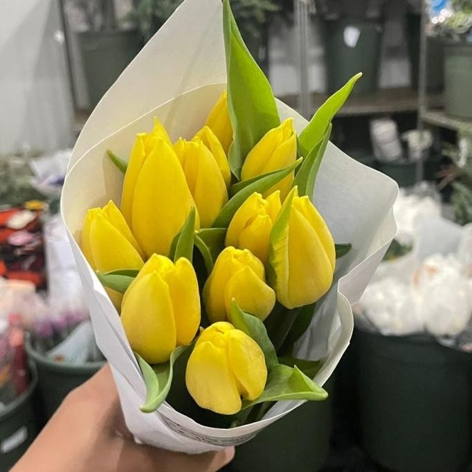 Bunga Tulip asli satu ikat / Tulip segar Terlaris