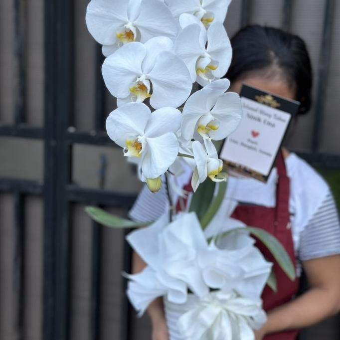 Double Orchid Bunga Asli Anggrek Bulan Pot Hidup Anggrek bulan flowers Terlaris