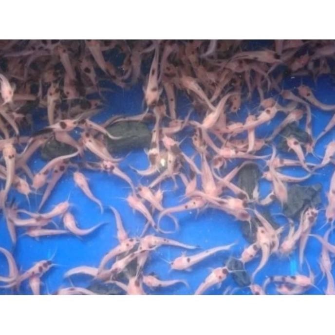 paket 10ekor lele albino/lele hias/ikan lele