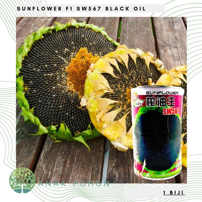 Benih Bibit Biji - Sunflower Black Oil F1 Varietas SW567 Kuaci Seeds murah