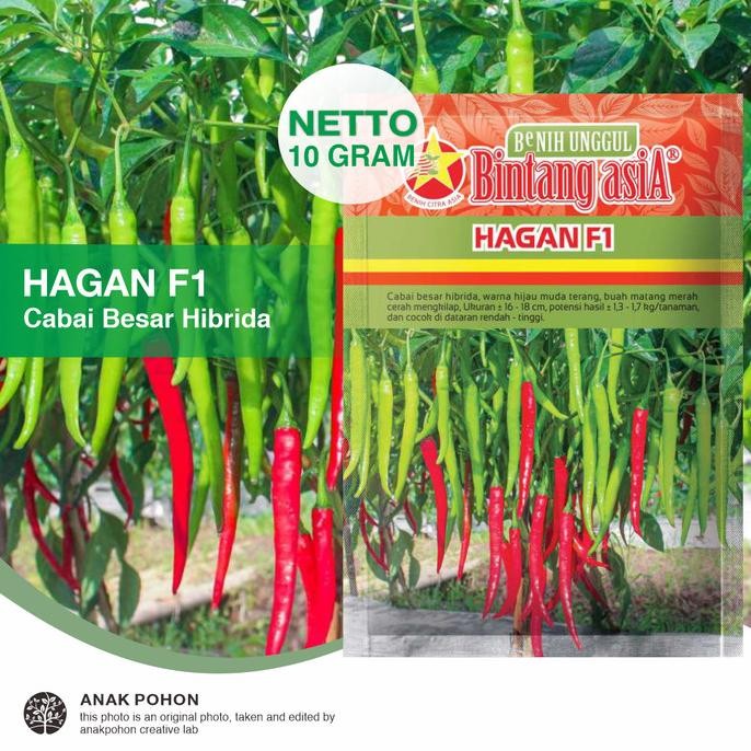 (1 PACK) Benih Cabai Besar HAGAN F1 Cabe Teropong Pedas Merah Cerah Mengkilap Seeds - Bintang Asia -