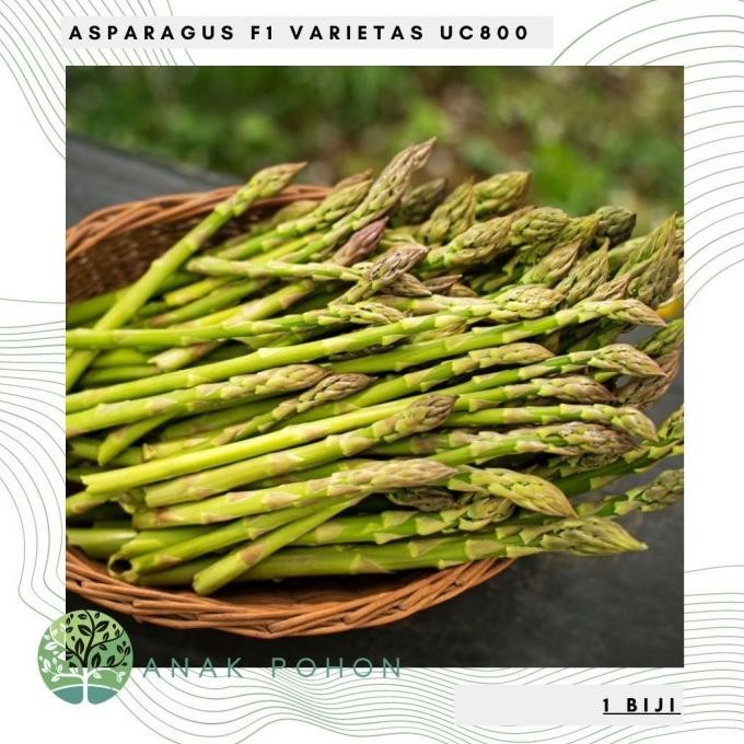 Benih / Bibit / Biji - Asparagus F1 Varietas UC800 Hibrida - IMPORT murah
