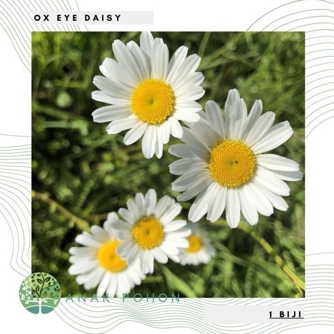 Benih Bibit Biji - Chrysanthemum Ox Eye Daisy Flower Seeds - IMPORT murah