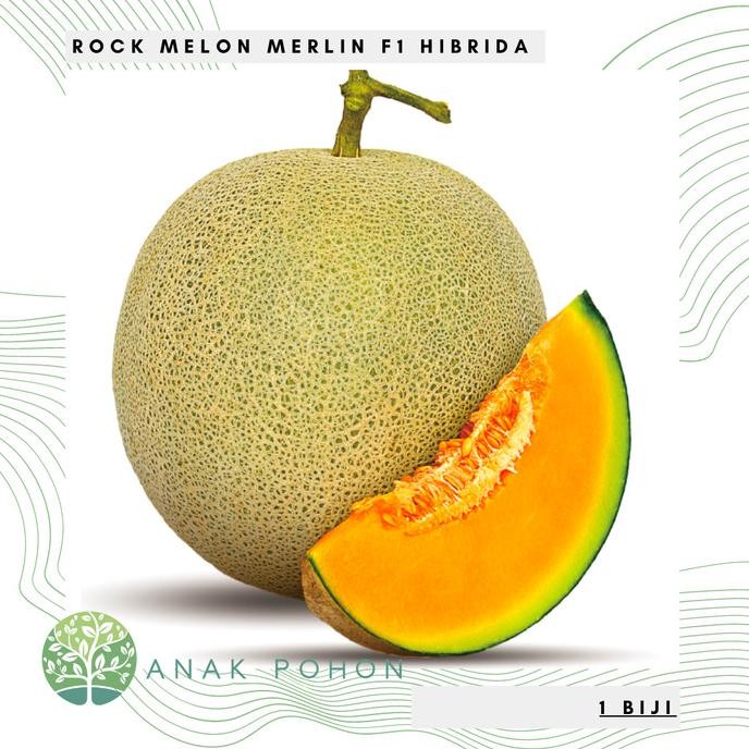 Benih Bibit Biji - Melon Merlin F1 Hibrida Sweet Rock Melon Seed murah