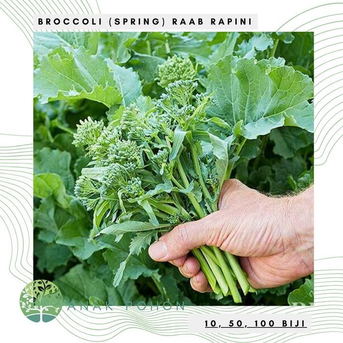 

Benih Bibit Biji - Broccoli (Spring) Raab Rapini Brokoli Mini Seeds murah