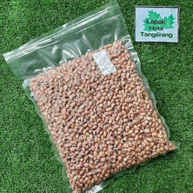 

KACANG TANAH SANGRAI PARROT AFGREY MACAW KAKATUA 1KG murah