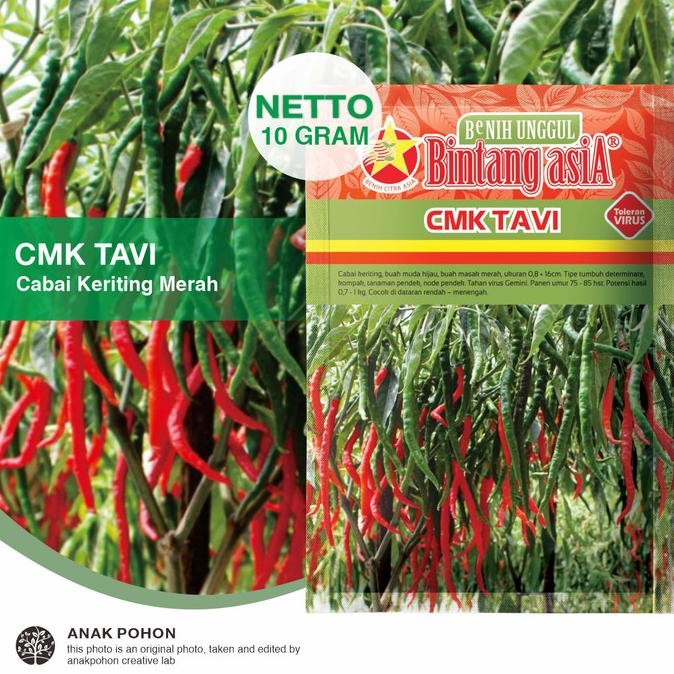 (1 PACK) Benih Cabe Merah Keriting CMK TAVI F1 Seeds - Bintang Asia murah