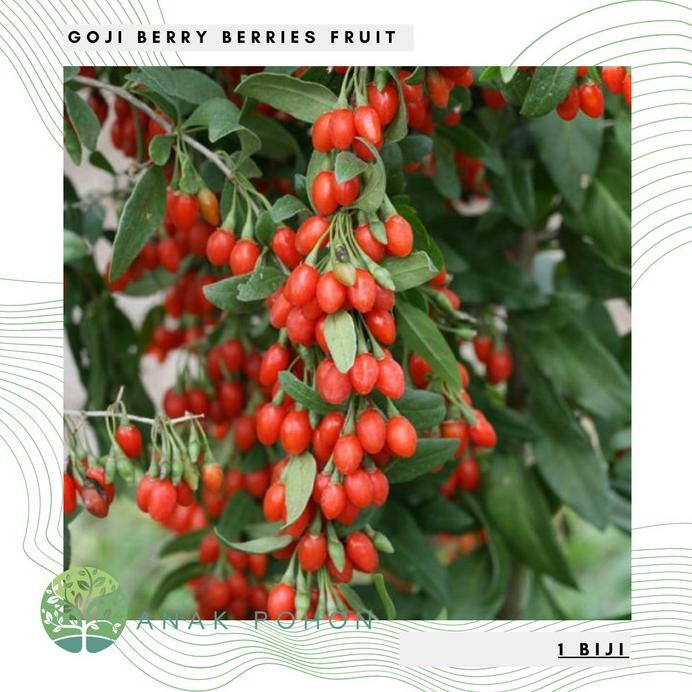 Benih / Bibit / Biji Goji Berry (Goji Berry Seeds) - IMPORT murah