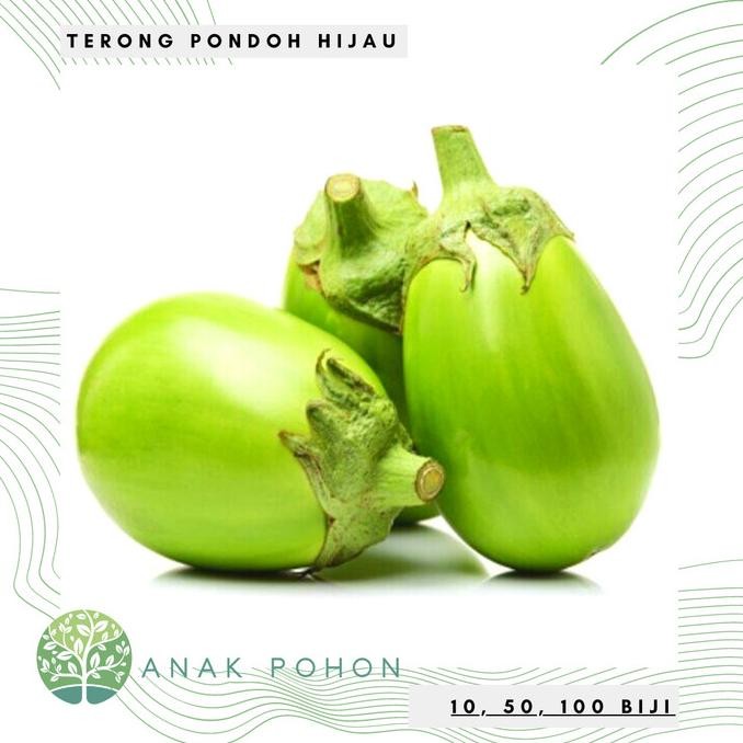 Benih Bibit Biji - Terong Pondoh Hijau Bulat Besar Seeds murah