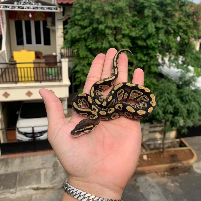 ball python murah / ball python normal
