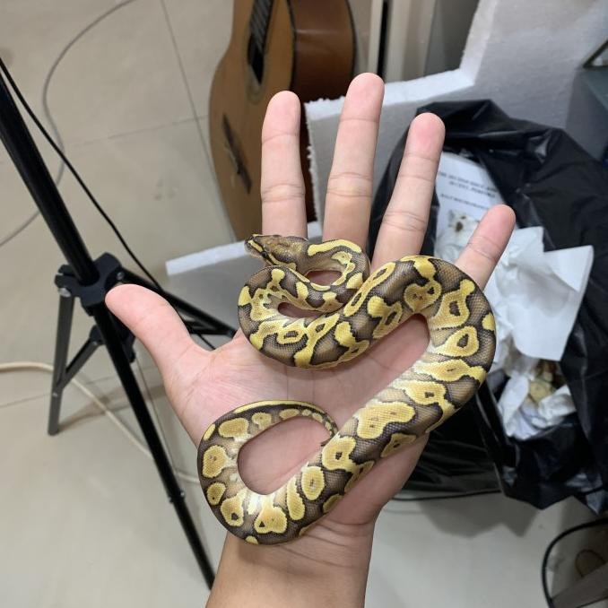 ball python bumbu lucy/ ball python lesser / butter