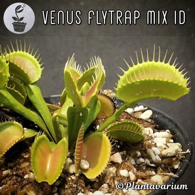 TERBARU - Tanaman Karnivora Venus Flytrap / Fly Trap / VFT Murah