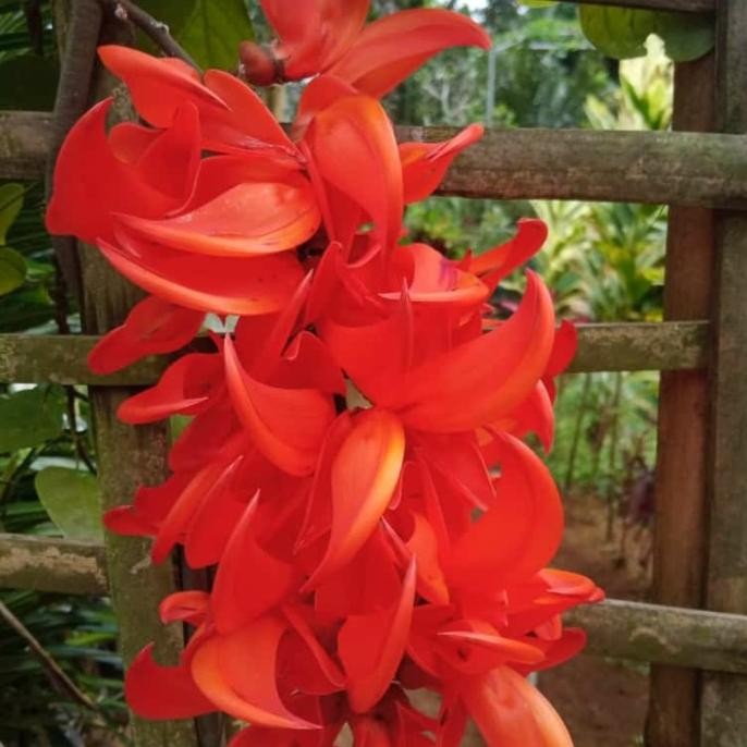 Flame of Irian & Bibit Tnaman Flame Of irian