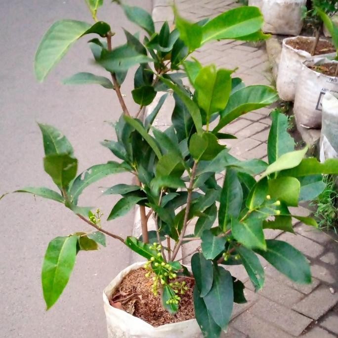 pohon jambu air madu deli,sudah berbunga siap berbuah/jambu air merah