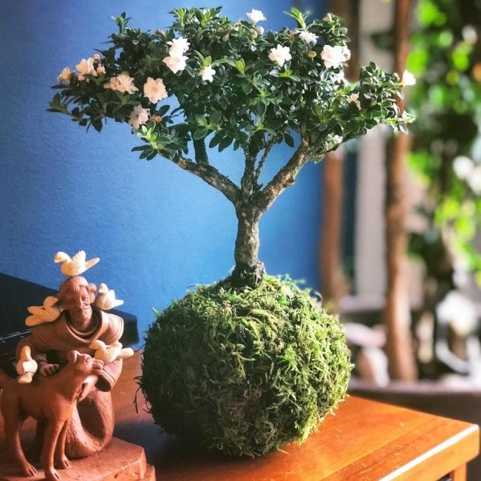 Mossball - Azalea Bonsai