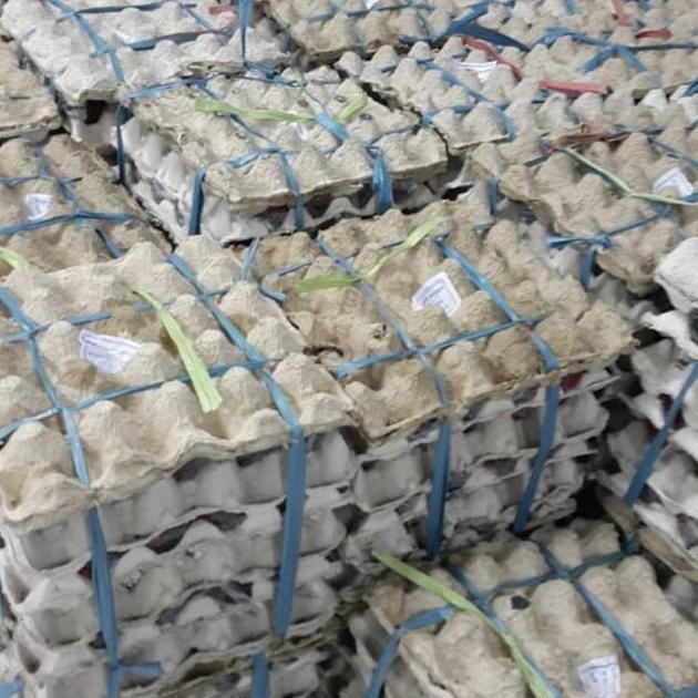 

Io-98 Telur Asin Mentah Fresh Butiran Telur Bebek Asin Per-Butir