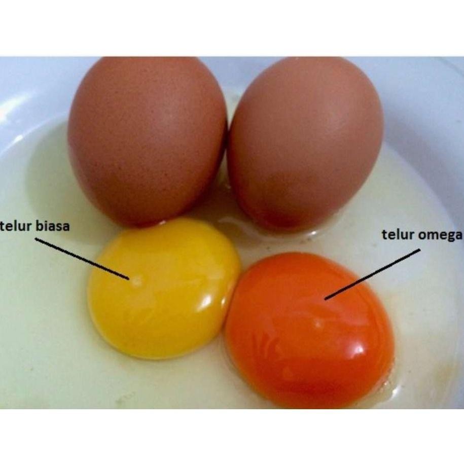 

Viral Telur Ayam Omega - Kg