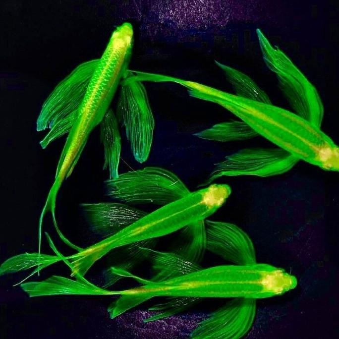 Murah Green Danio Slayer Tetra Zebra / Ikan Hias Aquascape Non COD