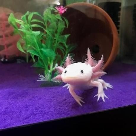 Murah IKAN HIAS AXOLOTL LEUQISTIC SALAMANDER Non COD