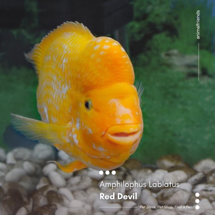 Murah IKAN PREDATOR RED DEVIL Non COD