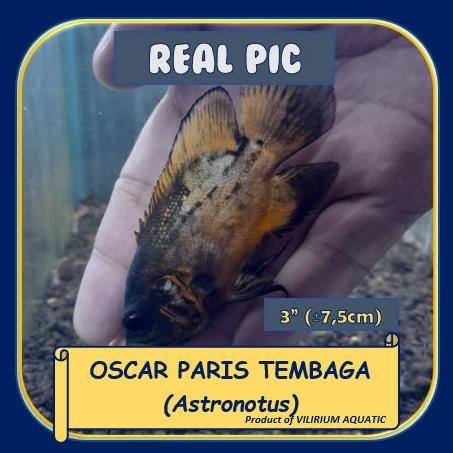 Murah IKAN HIAS AIR TAWAR - OSCAR PARIS aka OSCAR TEMBAGA Non COD