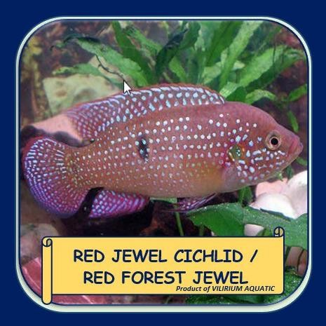 Murah IKAN HIAS AIR TAWAR - RED JEWEL CICHLID Non COD