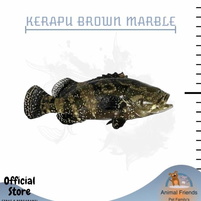 Murah IKAN PREDATOR KERAPU AIR TAWAR JUMBO Non COD