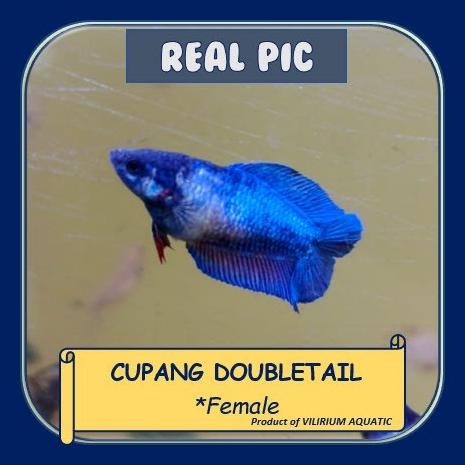 Murah IKAN HIAS AIR TAWAR - CUPANG DOUBLE TAIL (BETINA) Non COD