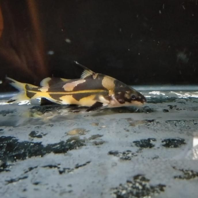 Murah Hiasan Aquarium Ikan Marble Lancer Catfish Tankmate Mantul Non COD