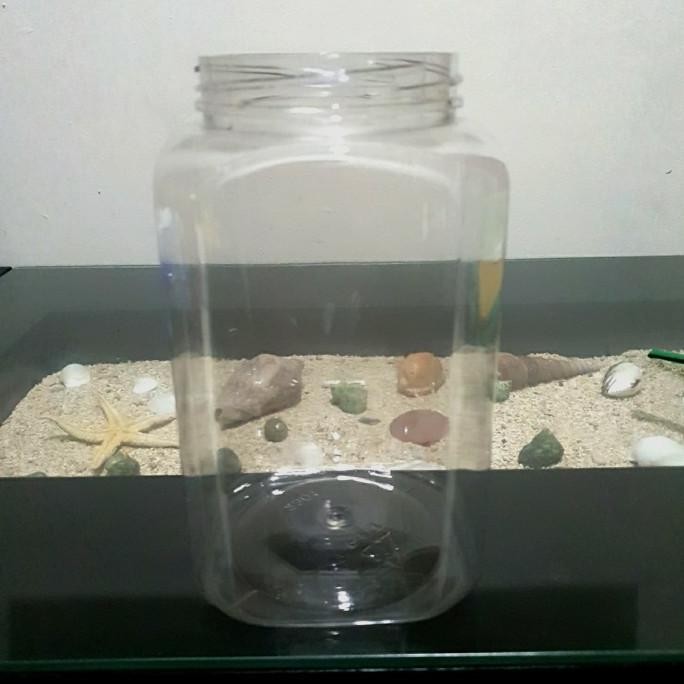 Toples Plastik Ikan Cupang 2 Liter