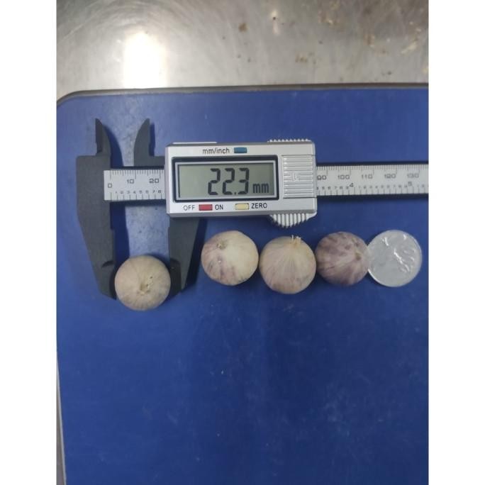 

Bawang Putih Tunggal Lanang Besar 1KG [terbaik]