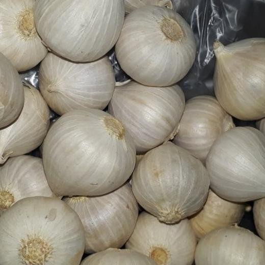 

Bawang Putih Tunggal/Bawang Lanang Kering Fresh 250 gram [terbaik]