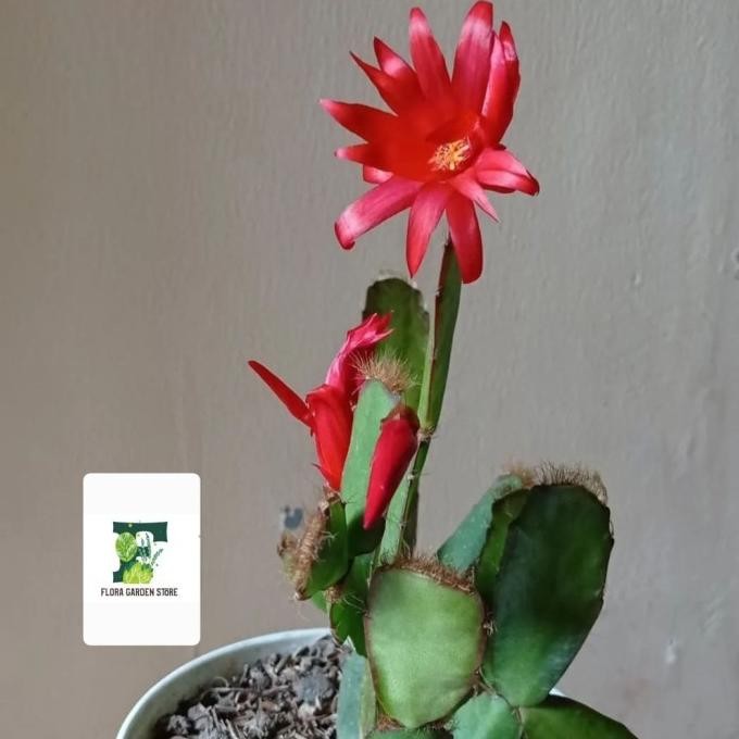 [Good] Tanaman Hias Wijaya Kusuma Bunga Merah Asli - Wijaya Kusuma kepiting