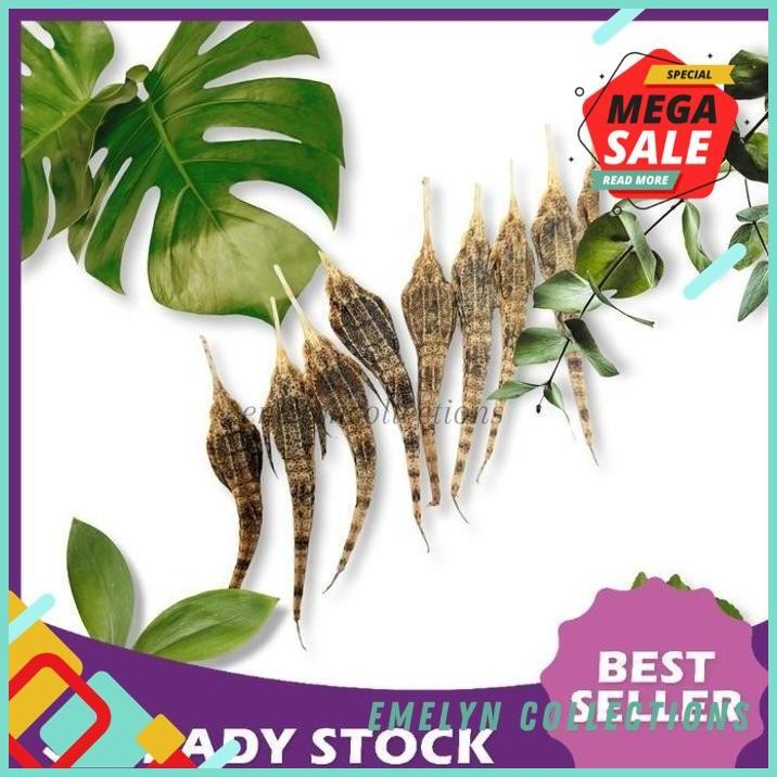 

READY 10 EKOR BURUNG LAUT KERING KHASIAT SEPERTI KUDA LAUT OBAT HERBAL KUALITAS BAGUS !