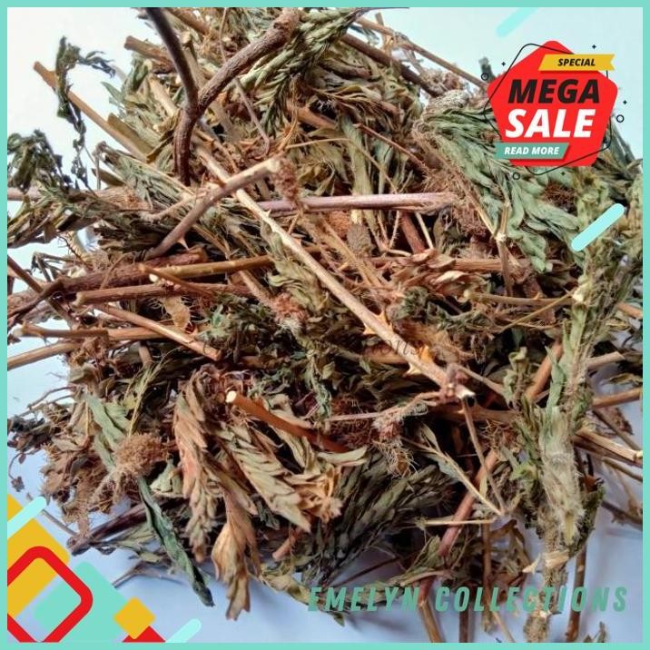 

250G PUTRI MALU KERING PREMIUM QUALITY KUALITAS SUPER !!